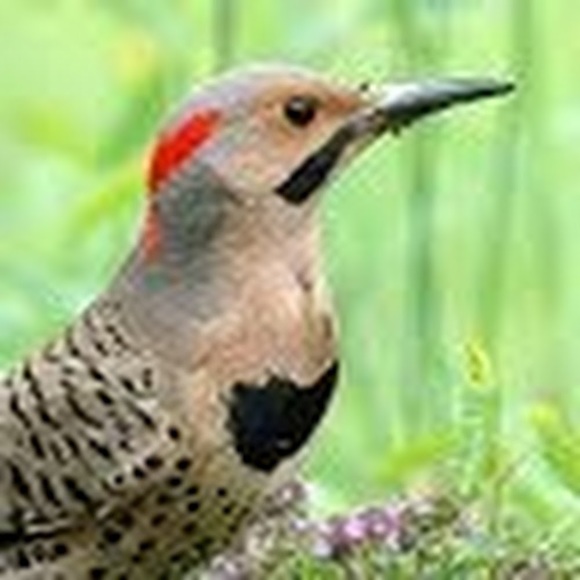 Meet your Posher, Kellie - Picture 1 of 1